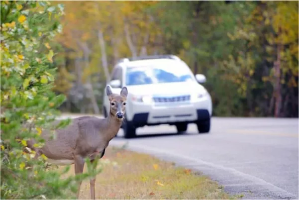 Animal Damage Repair - 821 Collision North Haledon NJ Animal Damage Repair - 821 Collision North Haledon NJ