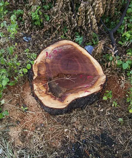 Souche d'arbre coupée avec un bord extérieur rugueux de couleur claire et un centre foncé, des marques rouges en surface, entourées d'herbe et de petites plantes, rappelant le savoir-faire rustique d'Azaïs Pro.