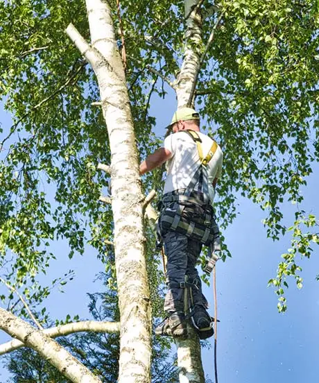 Un homme portant un équipement de sécurité Azaïs Pro et un casque grimpe à un grand arbre à l'aide de harnais et de cordes par une journée ensoleillée.