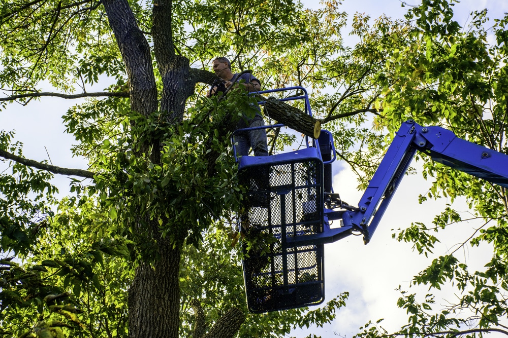 Une personne dans un ascenseur hydraulique bleu effectue un élagage, coupant les branches d'un grand arbre par une journée ensoleillée.