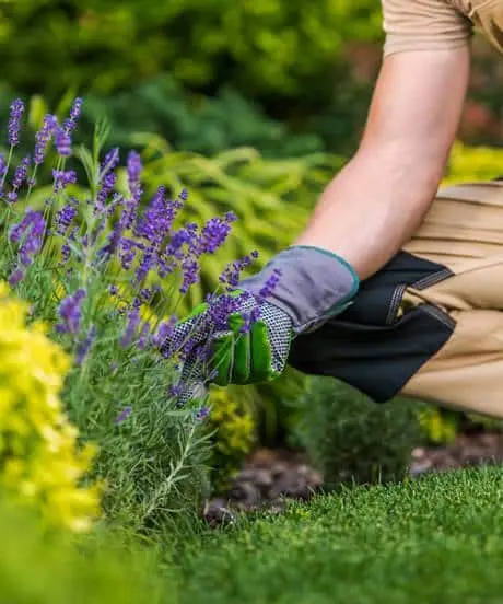 Une personne portant des gants s’occupe des plants de lavande dans un jardin.
