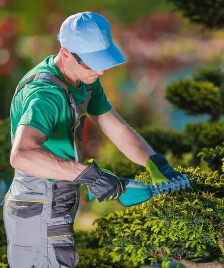 Une personne portant une casquette bleue, une chemise verte et une combinaison grise taille une haie avec un taille-haie électrique dans un jardin.
