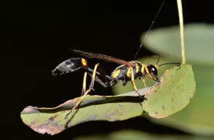 wasp-1589895_1280 Wasp perched on a curved green leaf