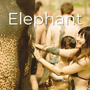 Elephant - Banner