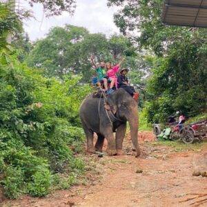 Pic - City Tour - Elephant 1 - Chummy - Best Phuket Travel