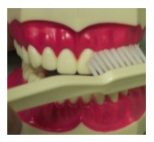 How to Brush Your Teeth 1 toothbrush in Bremerton