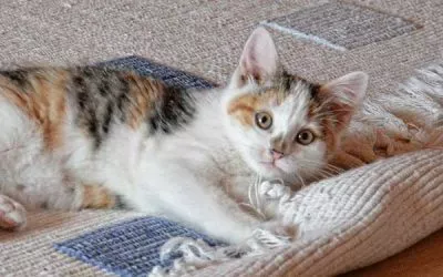 Day-to-Day Carpet Maintenance Tips for Raleigh Homeowners