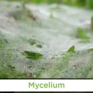 mycelium fungus on lawn