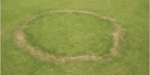 fairy ring lawn disease
