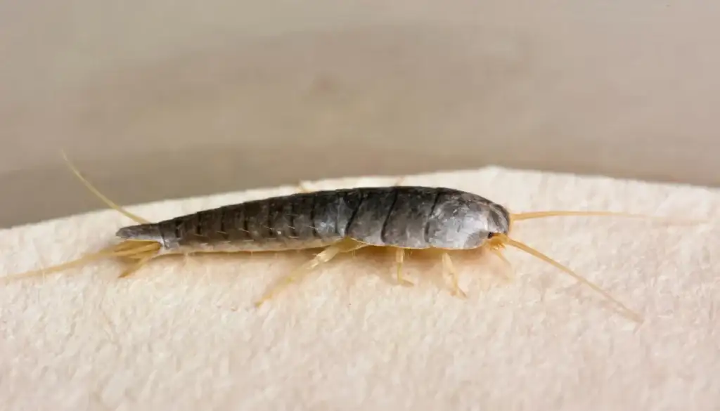 silverfish in closet