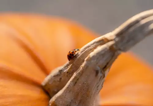 orange ladybug crawling on a pumpkin