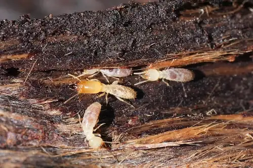 closeup of subterranean termites
