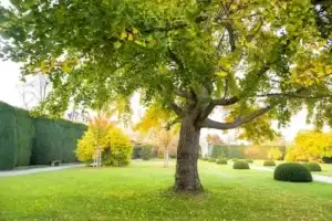 how to grow grass where there are trees
