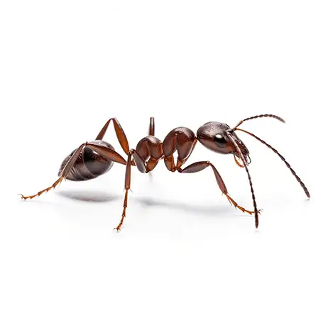 Ants_Services_Circle