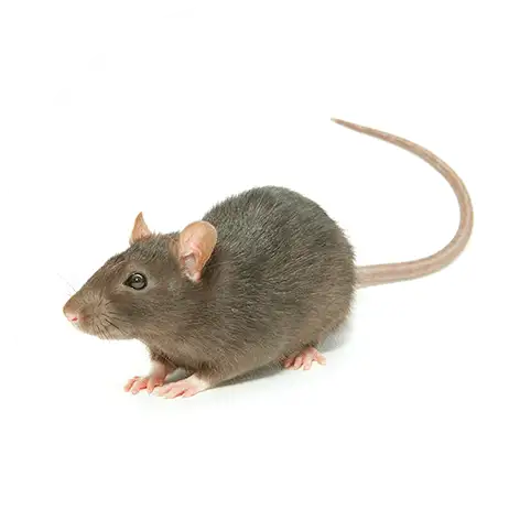 Rodents_Services_Circle
