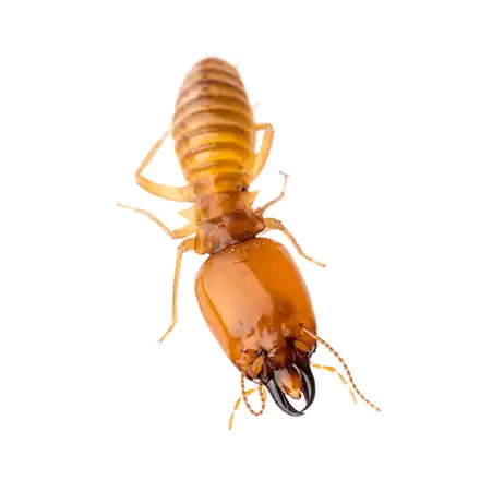 Termites_Services_Circle