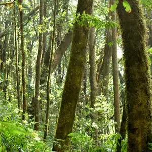 wildlife removal service