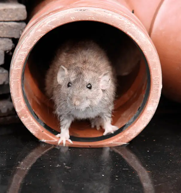 mouse in a tube