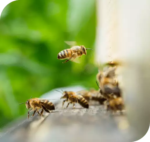 bee wasp and hornet control