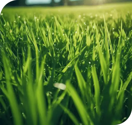 Greener Grass_fertilizing-lawn-green-grass-beautiful-lawn