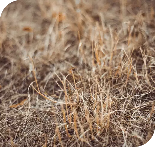 Grub Management_dead-grass-from-white-grub-problem