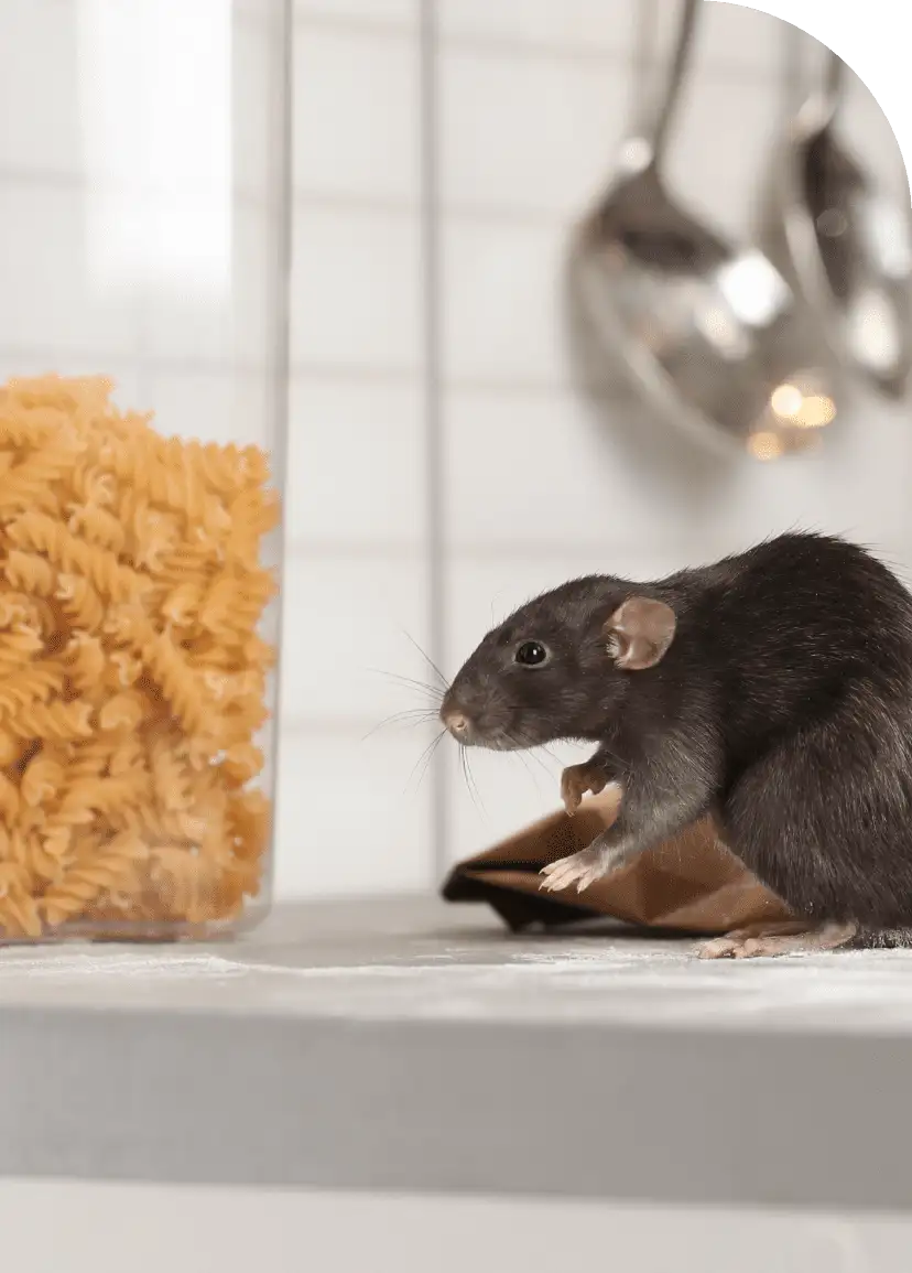 rodent control