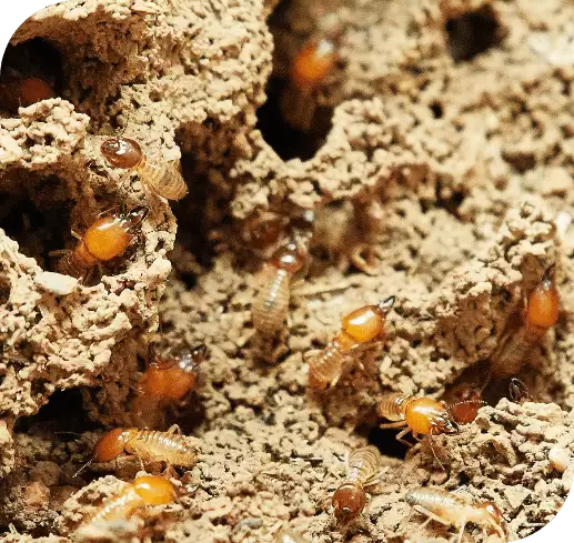 termite treatment