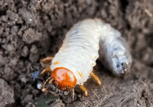grub