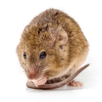 rodent control