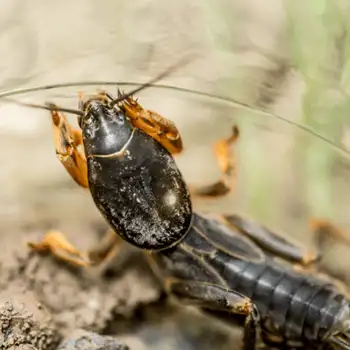 insect-management