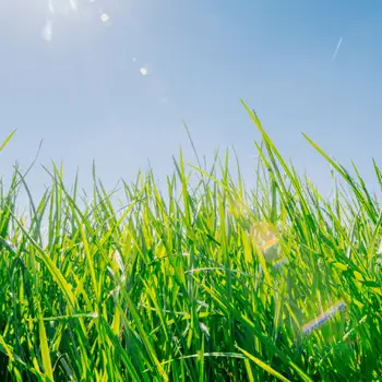 lawn-disease-full-length-banner