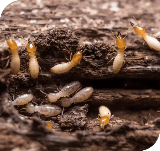 termite treatment