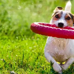 waynes-fleas-full-length-banner