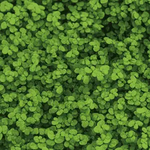 weed-control-full-length-banner