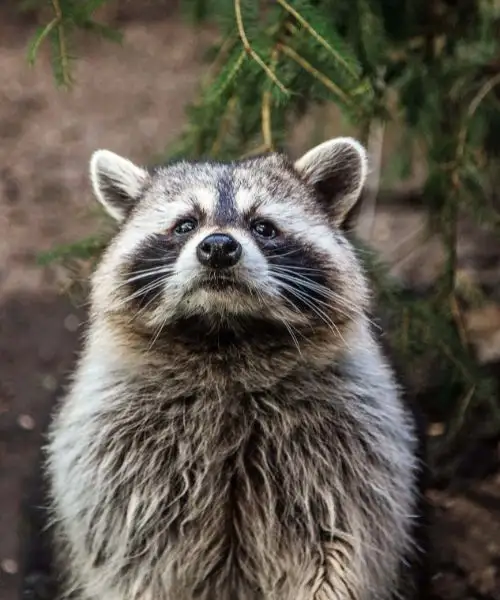 raccoon removal services