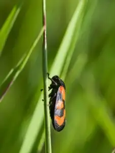 Black-and-red froghopper or red-and-black froghopper (Cercopis vulnerata) sitting on a blade of grass. Close up.