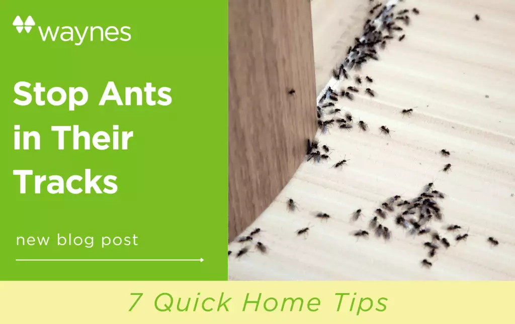 how to prevent ants in your home