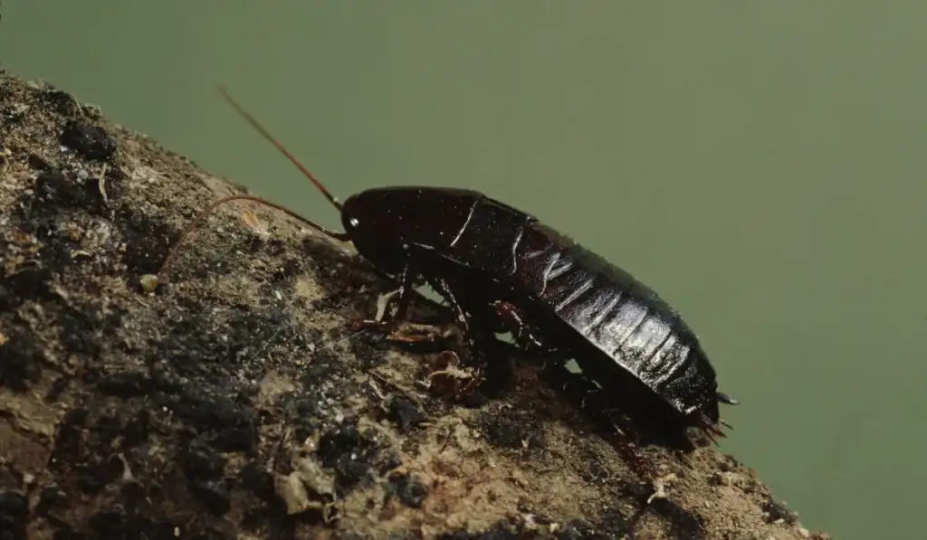 Oriental Cockroach