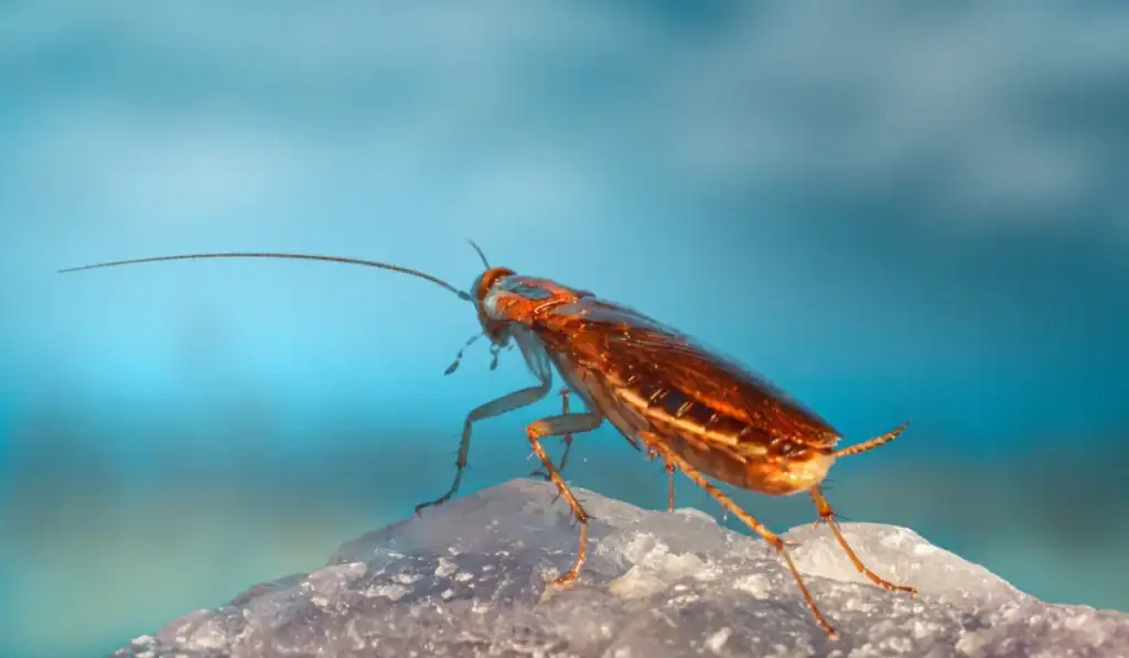 american cockroach
