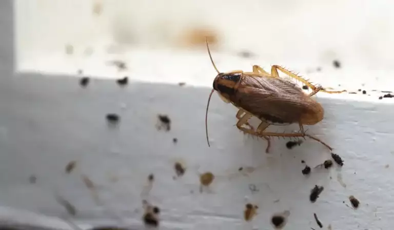 german cockroach