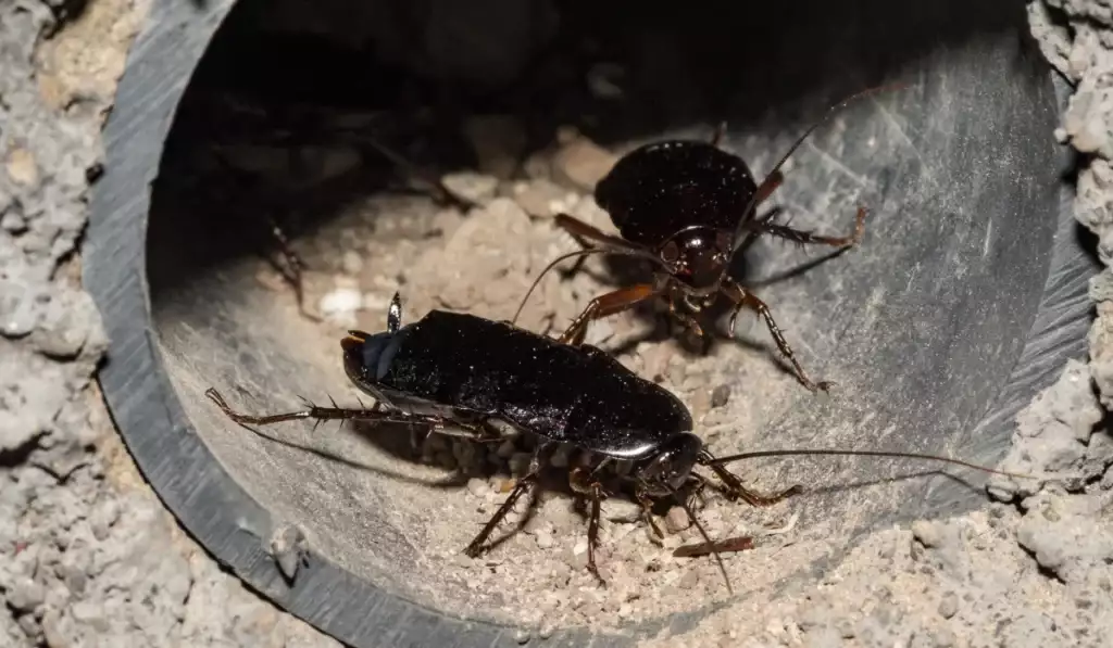 orieantal cockroach new