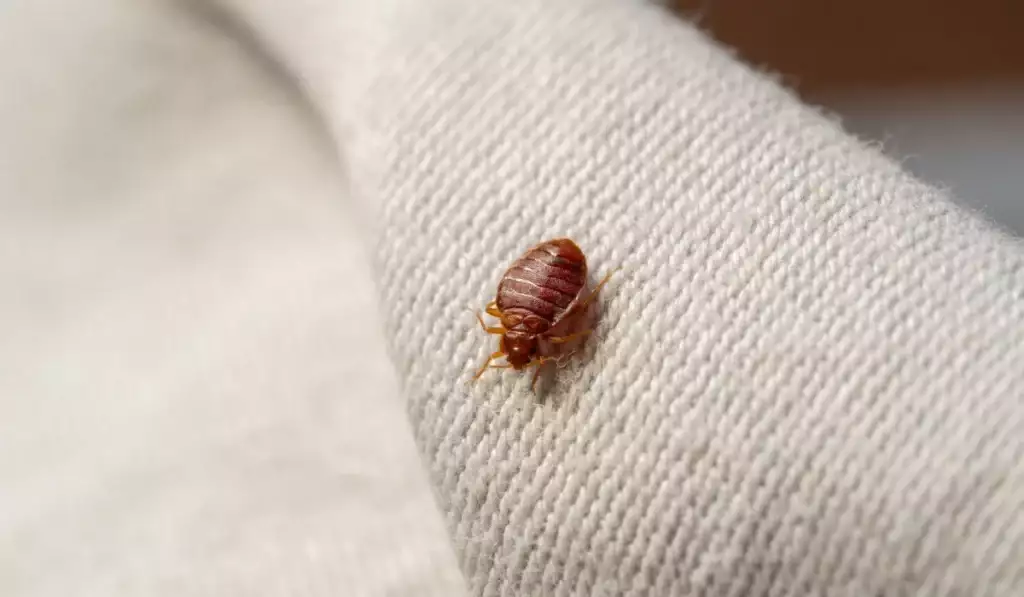 Bedbug on bed and linen macro