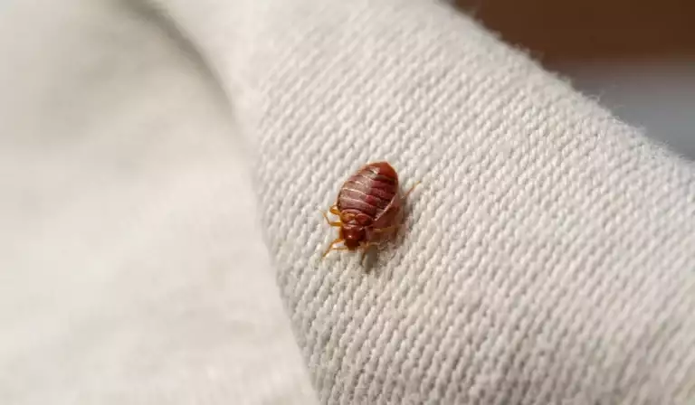 Bedbug on bed and linen macro