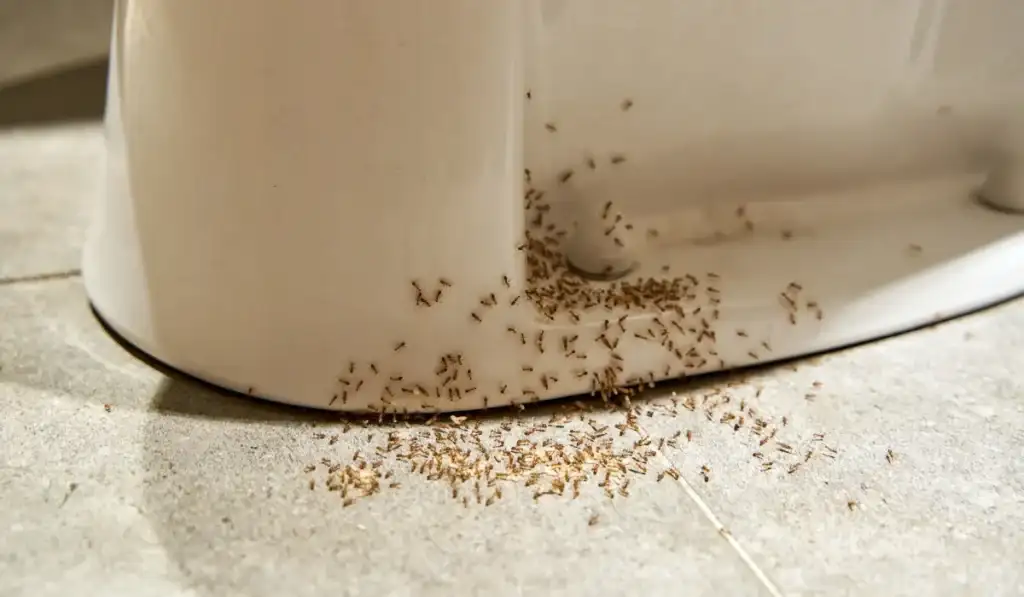 A colony of ants hides their eggs under the toilet in the bathroom