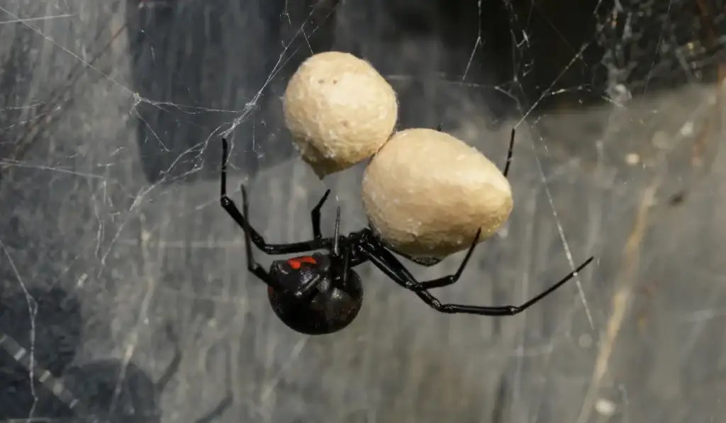 Female Southern Black Widow spider guarding her two egg sacs