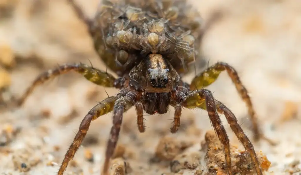 Wolf spider with babies on it's back