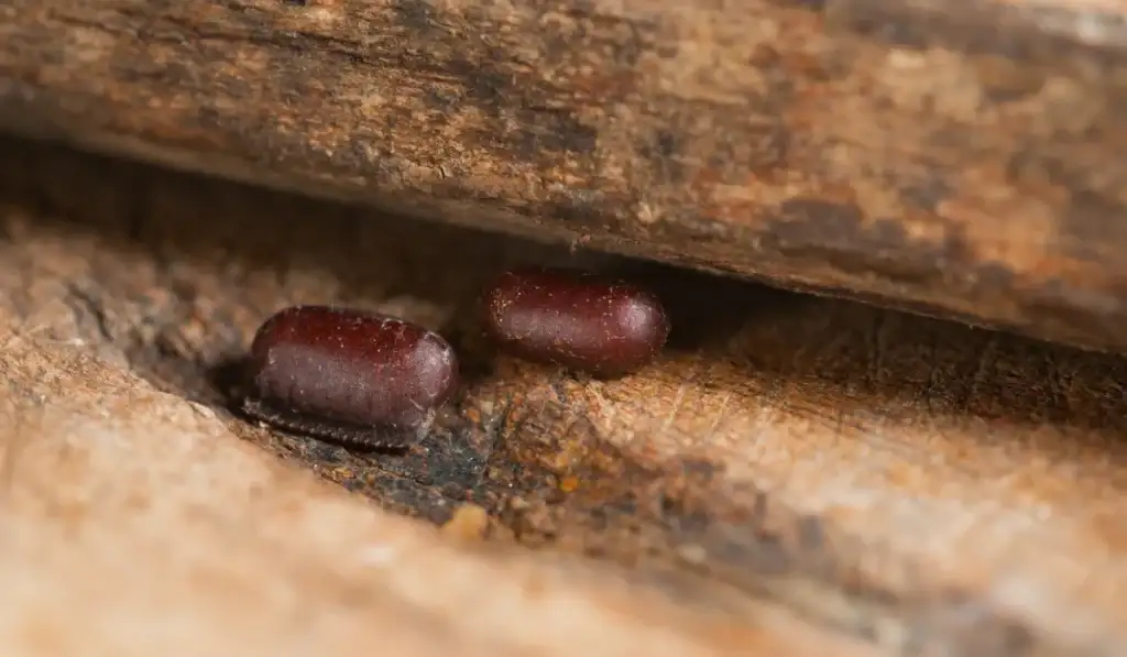 cockroach eggs