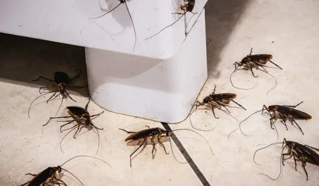 cockroach infestation in the kitchen