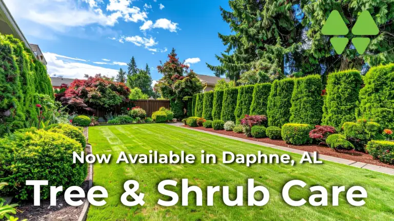 Tree Shrub Daphne (1)