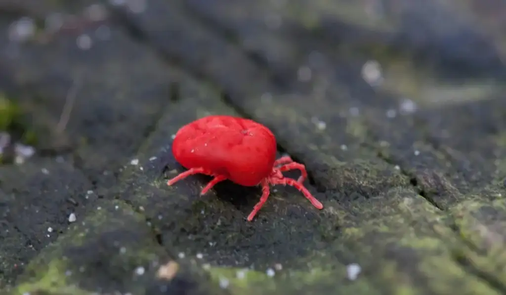 chigger
